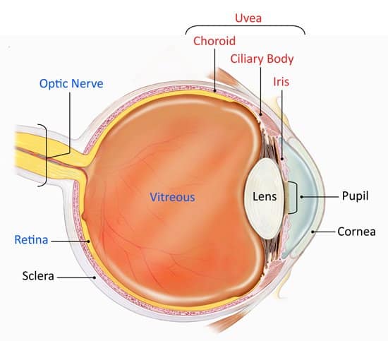 Uveitis treatment and management at Mumbai Eye Retina Clinic